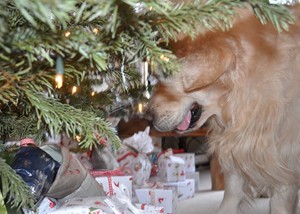 Christmas at Millesime Goldens