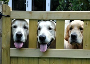 Millesime Goldens at the gate