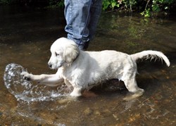 Darcy learning to swim