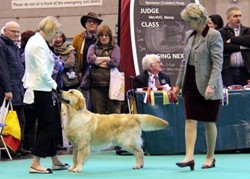 Ollie at Crufts 2013
