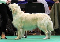 Oscar winning 4th in Yearling Dog at Crufts 2013