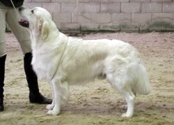 Oscar winning Best of Breed at South of England Gundog Club Open Show 2013